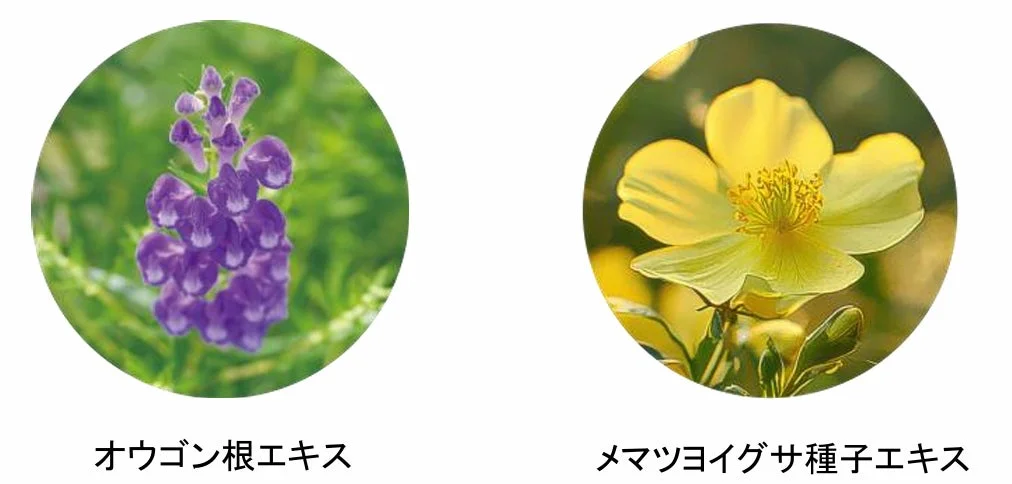 特長成分の紹介