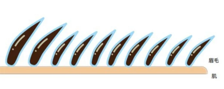 眉毛と肌のイラスト