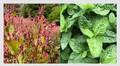 異なる植物の比較