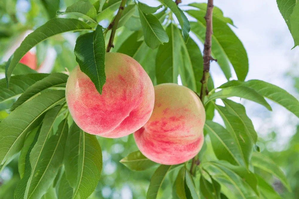 桃の木に実る桃