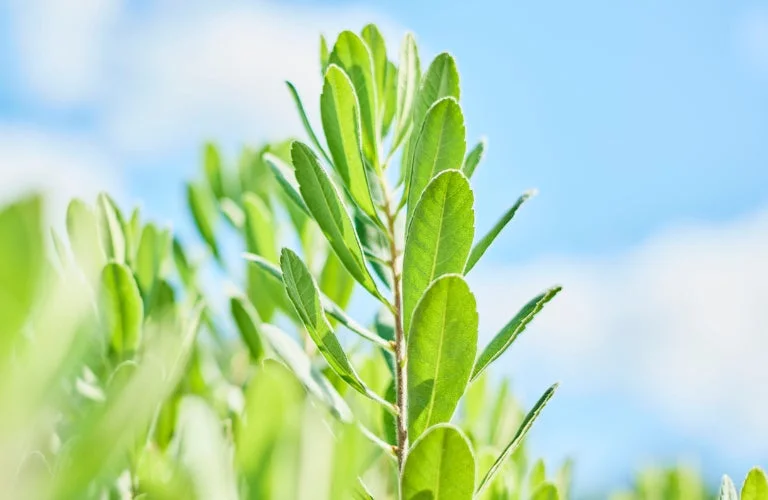 ヤチヤナギの葉