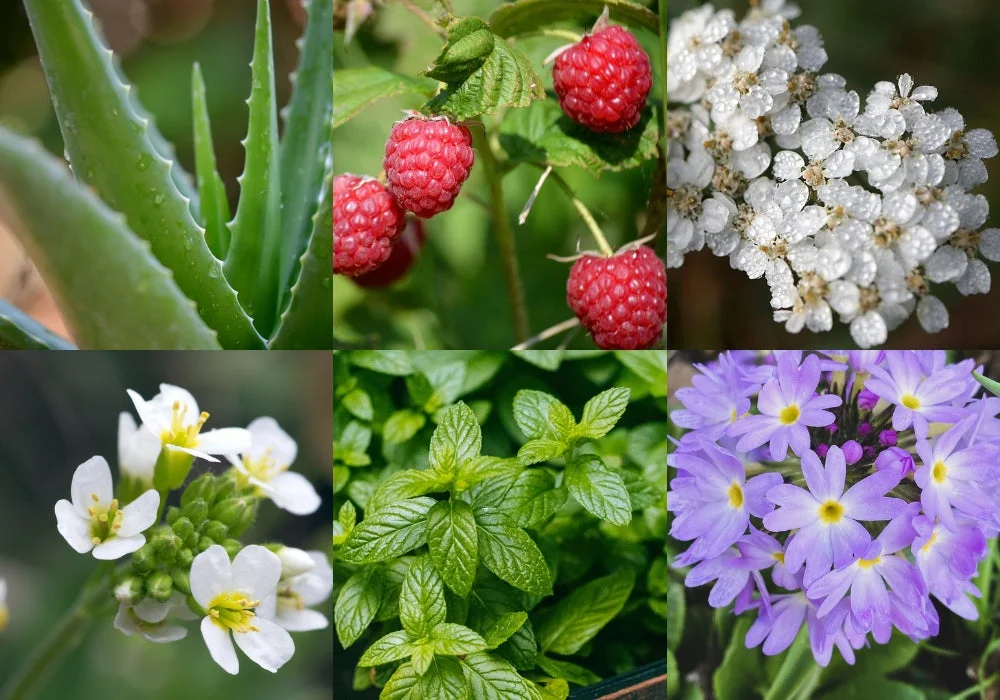 アロエ、ラズベリー、ミントなどの植物コラージュ