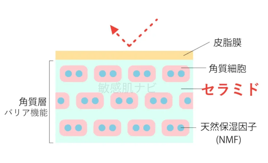 皮膚の角質層の構造とバリア機能を示した図