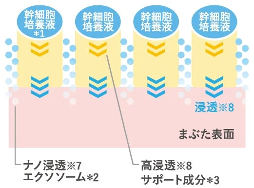 幹細胞培養液の浸透イメージ