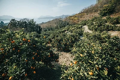広島の柑橘畑と海