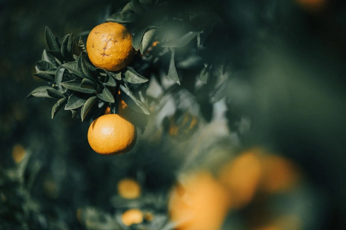 たわわに実るダイダイ