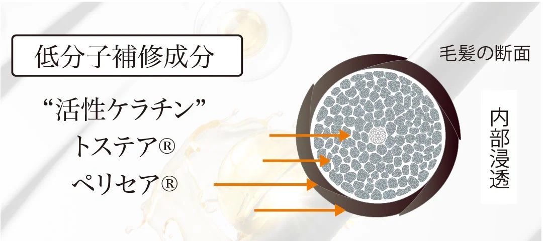 シャンプー成分浸透図