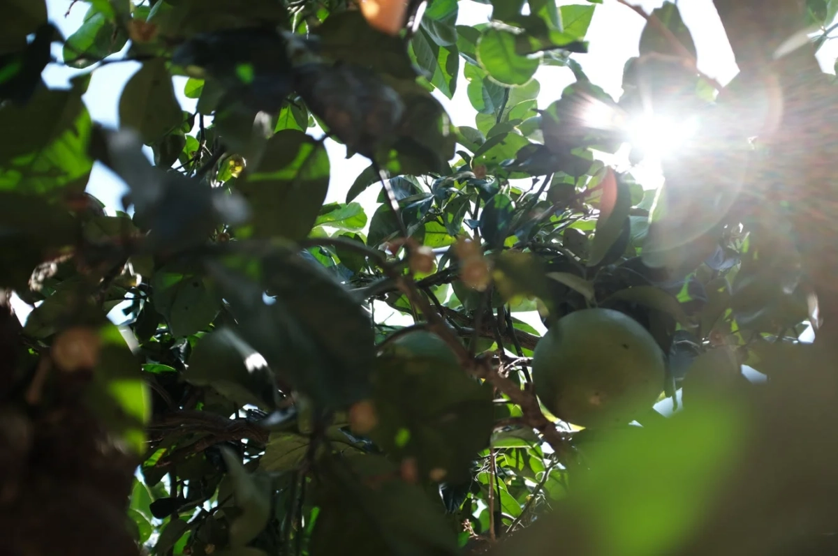 木々の緑豊かな葉と未熟な果実が映し出された画像