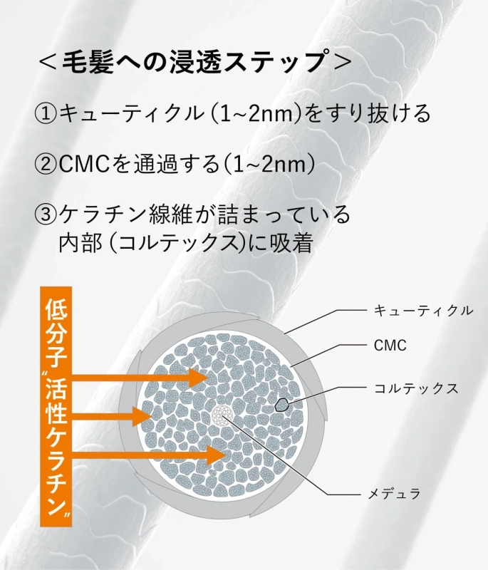 毛髪への浸透ステップ