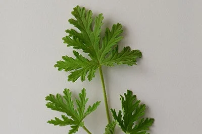 葉のクローズアップ