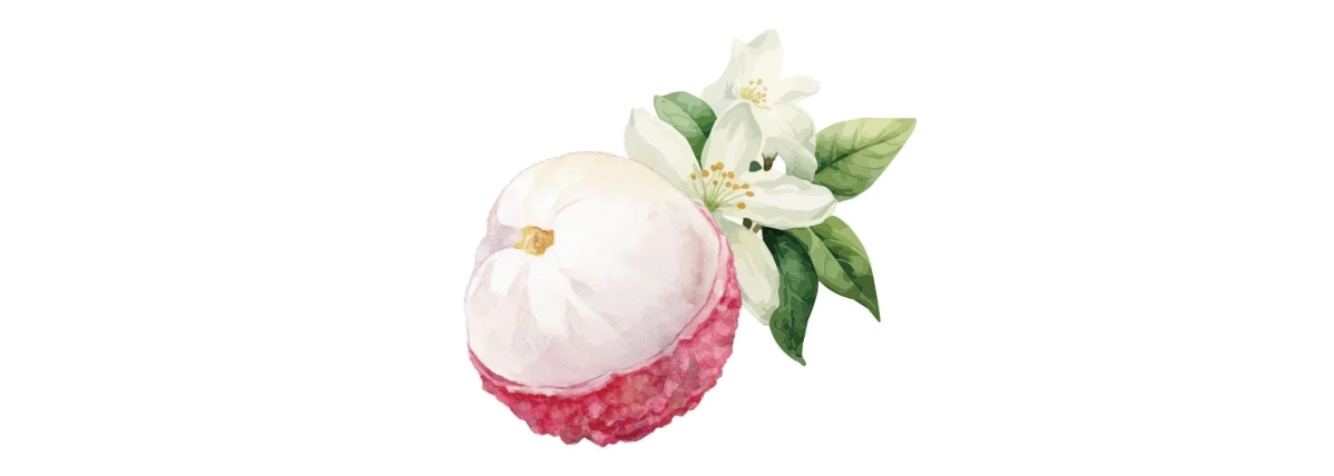 ライチとジャスミンのイラスト