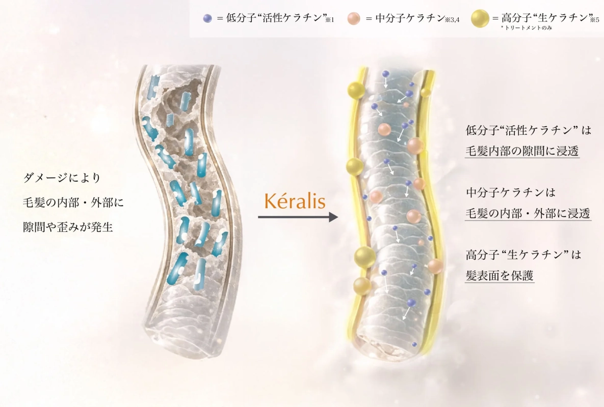ケラチン浸透メカニズム
