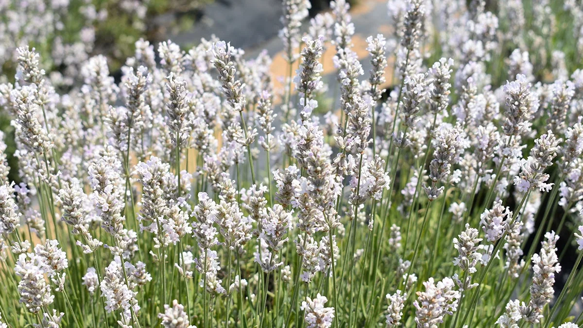 ホワイトラベンダー