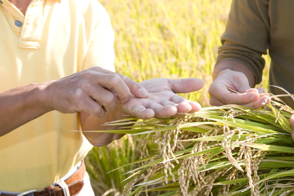 実りの季節の田んぼで、二人の農家が収穫期の稲穂と米粒を手に取り、その品質を確認している様子
