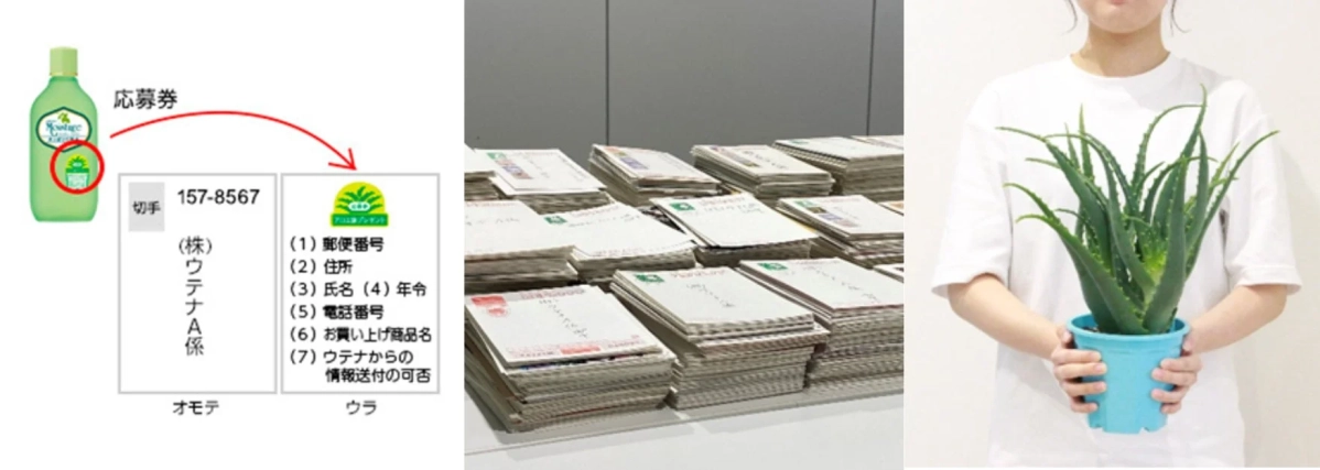 アロエ鉢キャンペーンの応募はがきとアロエ