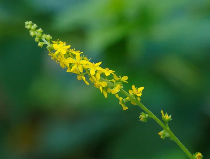 キンミズヒキエキス
