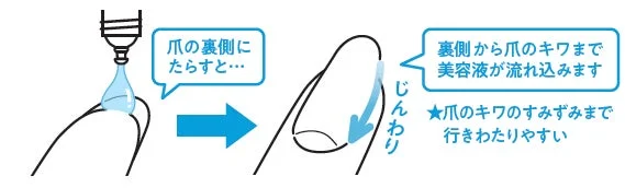 爪の裏側にたらすと