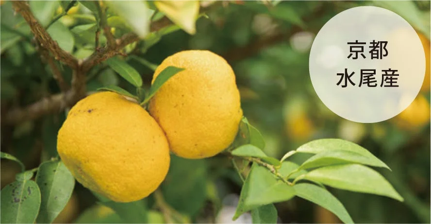 京都水尾産の柚子