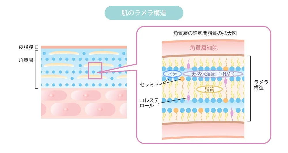 肌のラメラ構造