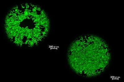細胞試験の顕微鏡画像
