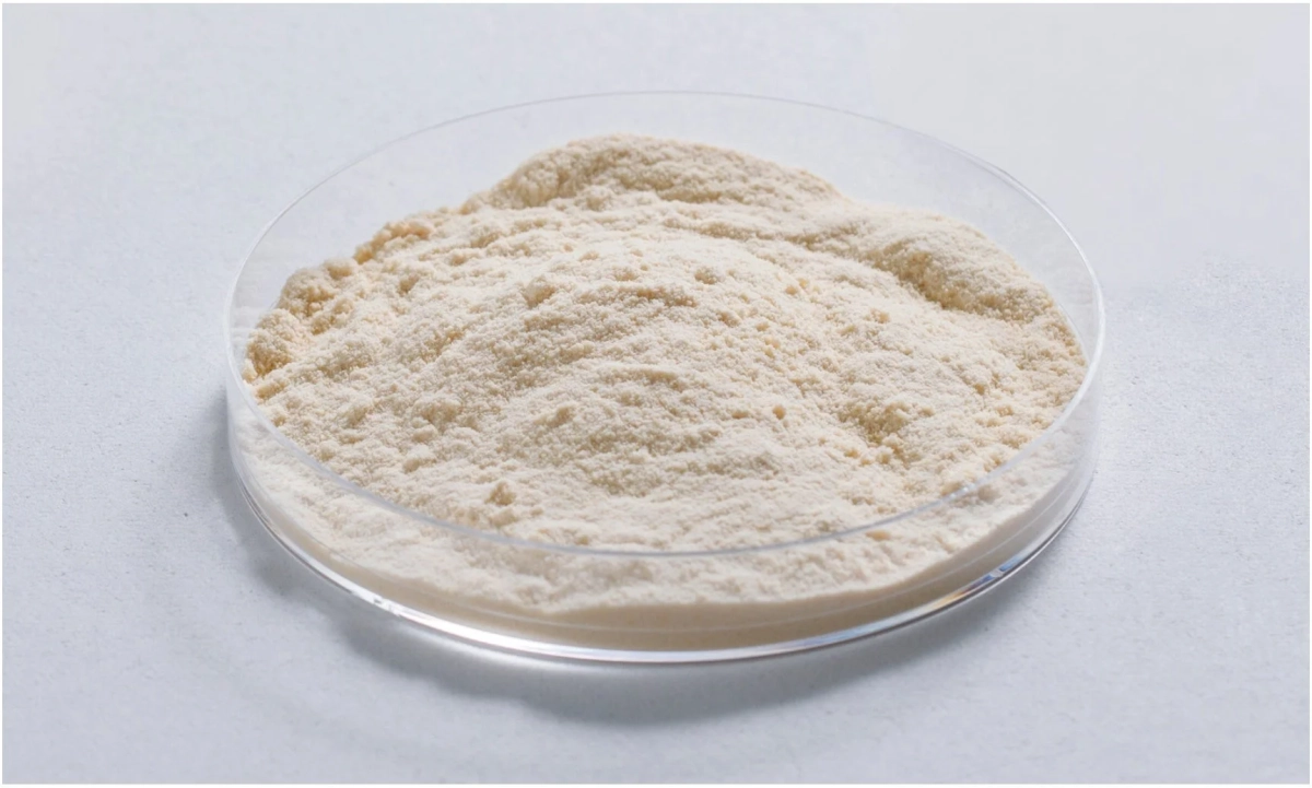 ペトリ皿に盛られた酒粕パウダー