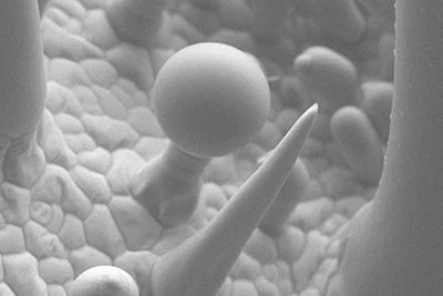 植物表面の顕微鏡画像