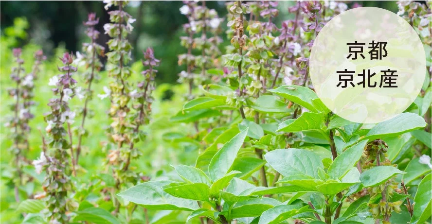 京都京北産のホーリーバジル