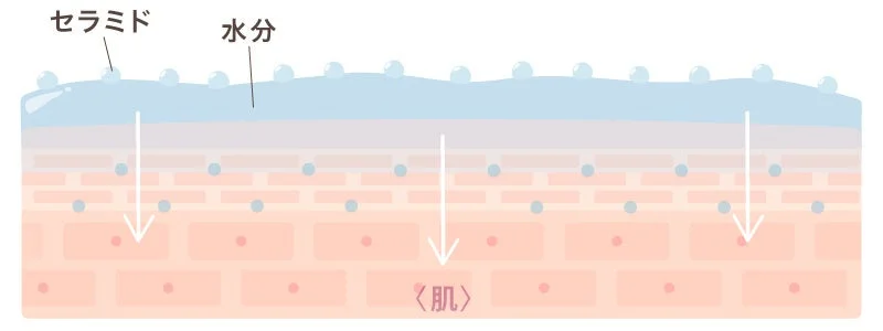 セラミドと水分が肌に浸透する様子