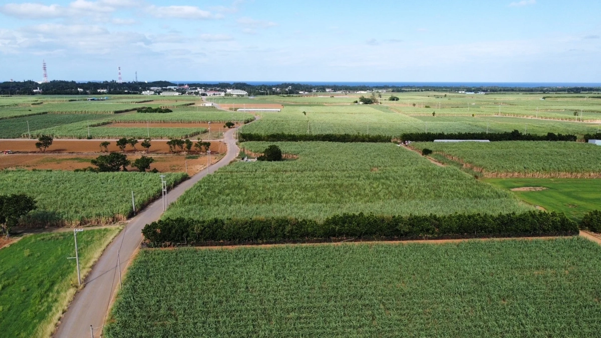 広大なサトウキビ畑が広がる田園風景の空撮