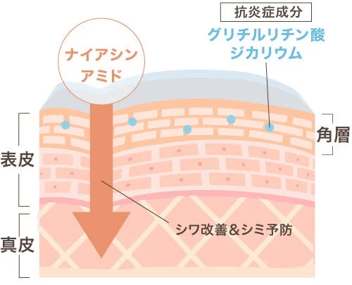 シワ改善＆シミ予防のメカニズム
