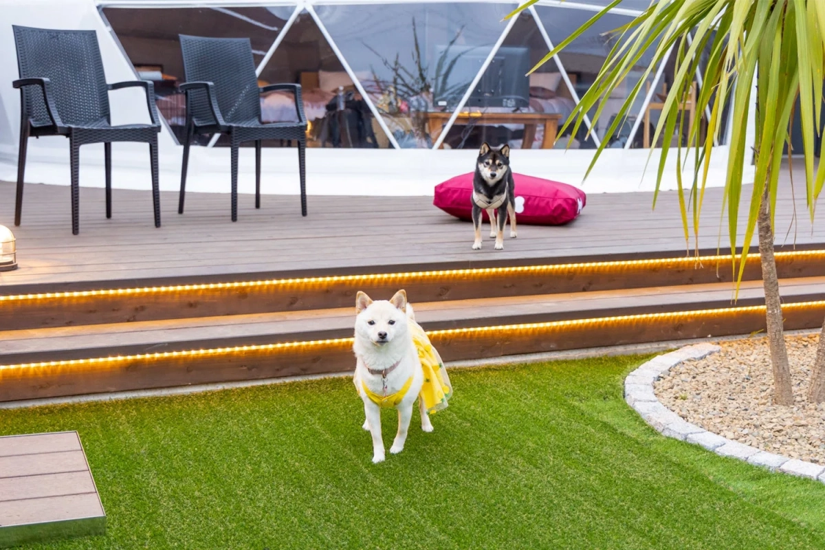 ドッグランの柴犬