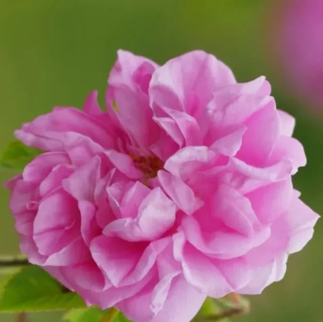 ピンク色のバラ