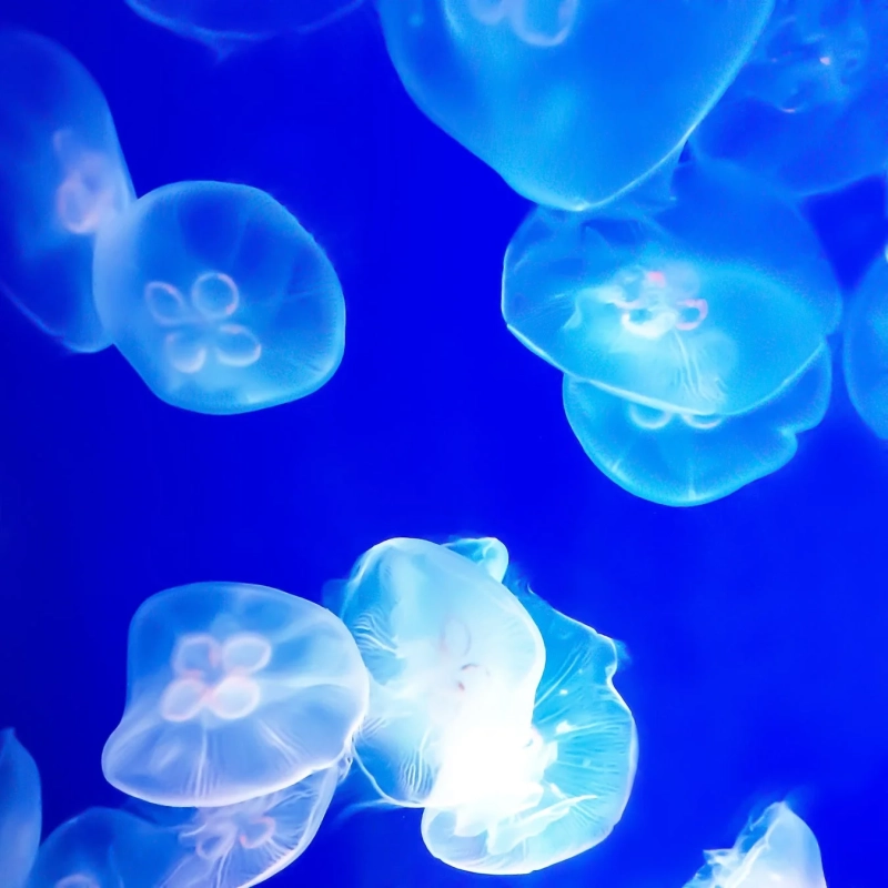 SUIKO ミネラルコスメについて