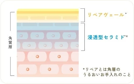 角質層の構造とセラミド、リペアヴェール