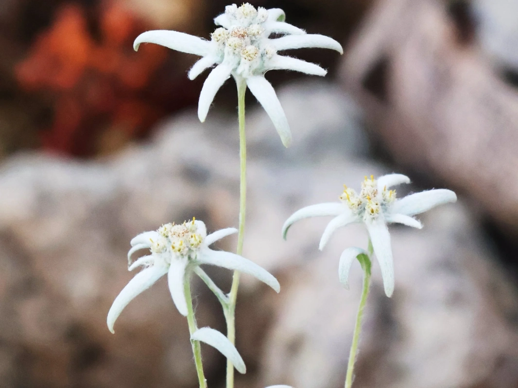エーデルワイスの花
