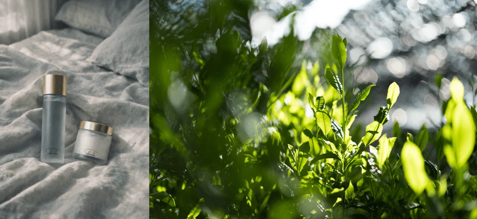 Shinbaのイメージ画像