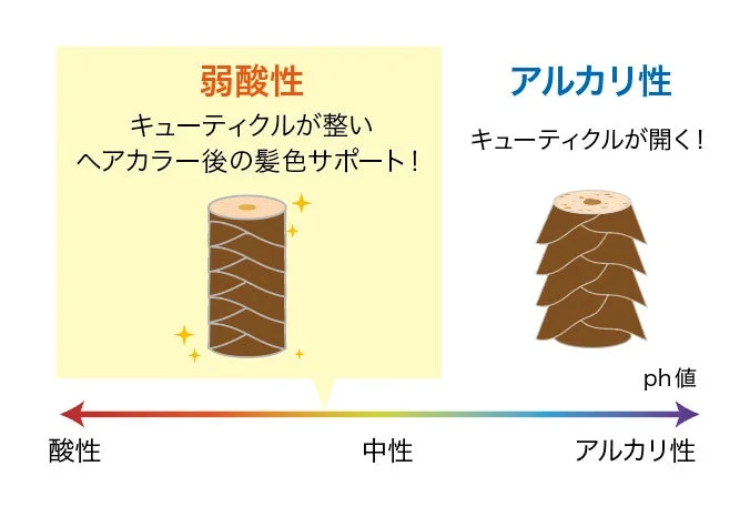 pH値とキューティクルの関係