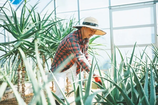 アロエ農園での作業風景