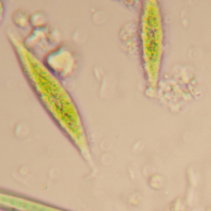 顕微鏡で撮影された微生物