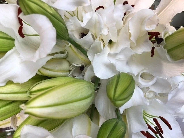 ホワイトリリーの花