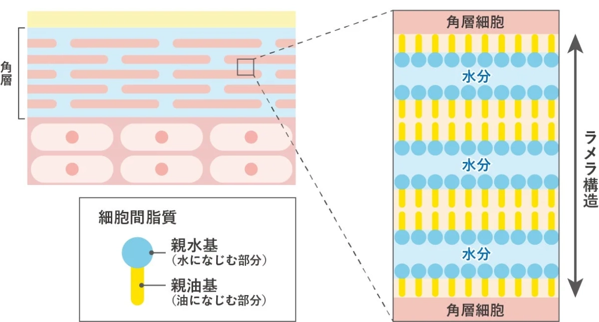 ラメラ構造の図