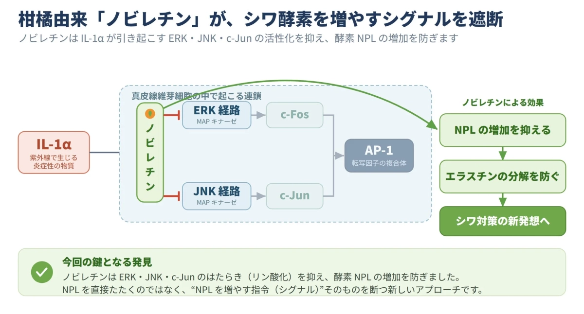 柑橘由来「ノビレチン」が、シワ酵素を増やすシグナルを遮断