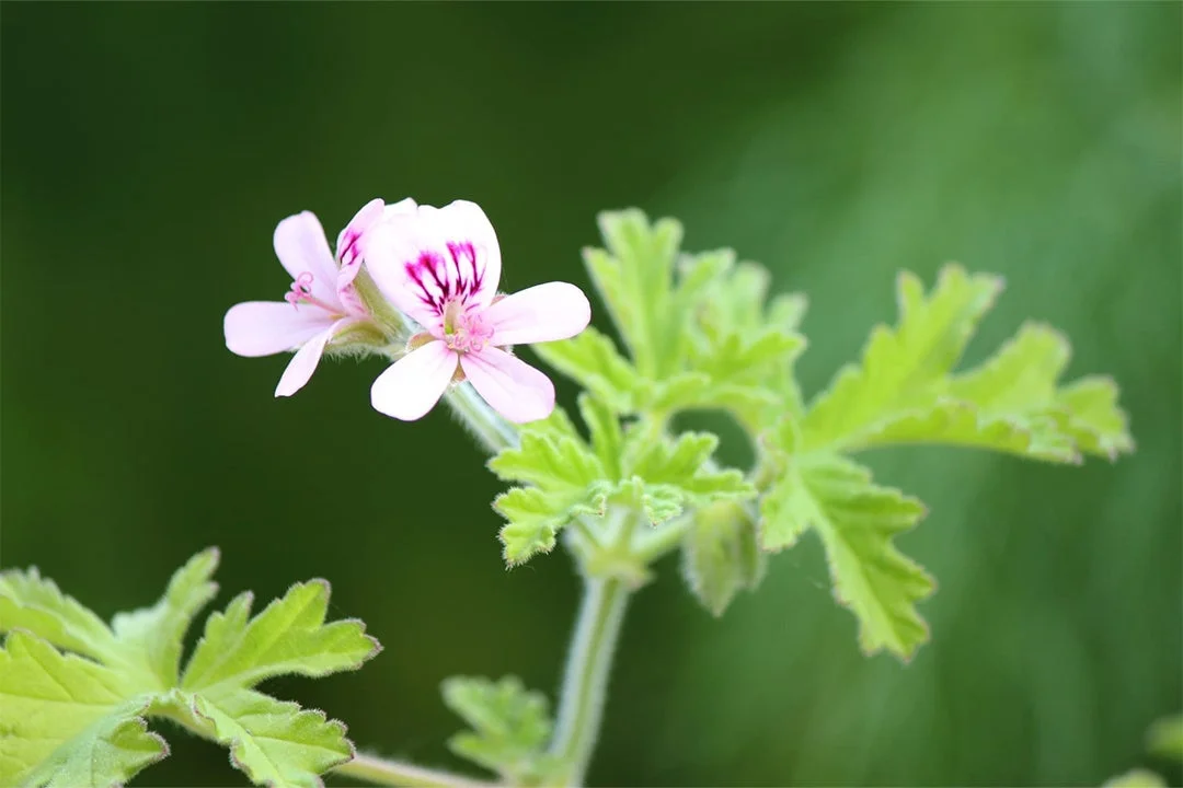 緑の背景に、淡いピンク色の小さな花が咲いている様子をクローズアップで捉えた画像です。花びらには濃いピンク色の筋模様があり、周りには緑色の葉が茂っています。