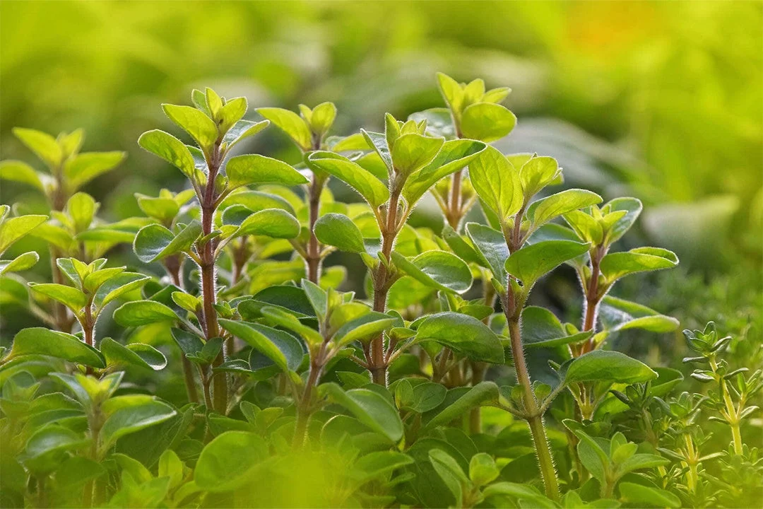 鮮やかな緑色の小さな葉を持つ植物が密集して生い茂っている様子をクローズアップで捉えた画像です。茎には細かな毛があり、全体的に瑞々しく生命力に満ちた印象を与えます。