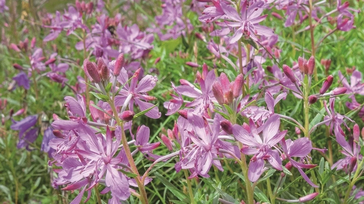 紫の花