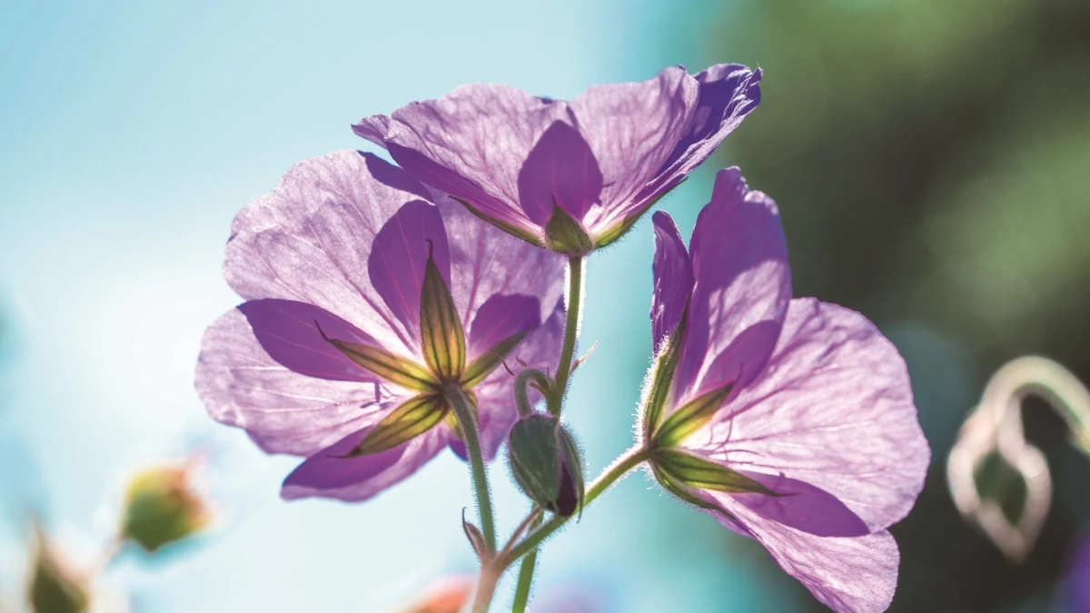 紫の花々