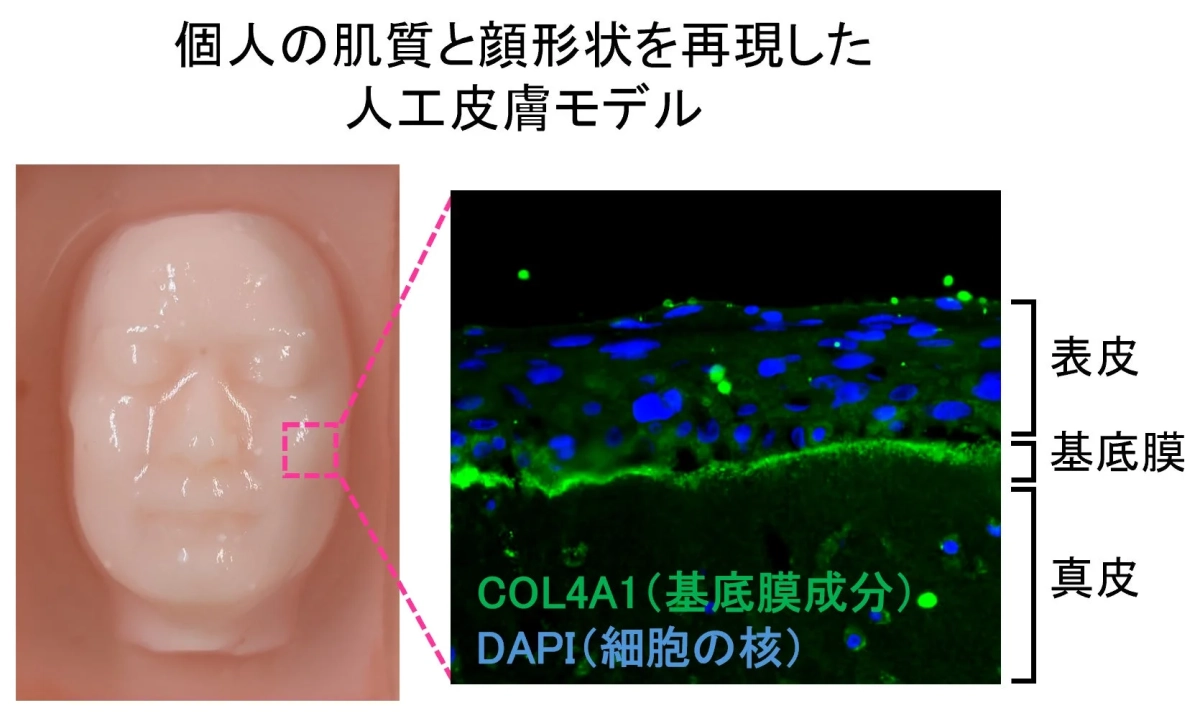 個人の肌質と顔形状を再現した人工皮膚モデル