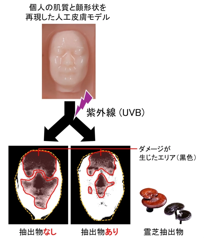霊芝抽出物による紫外線ダメージ軽減効果の検証