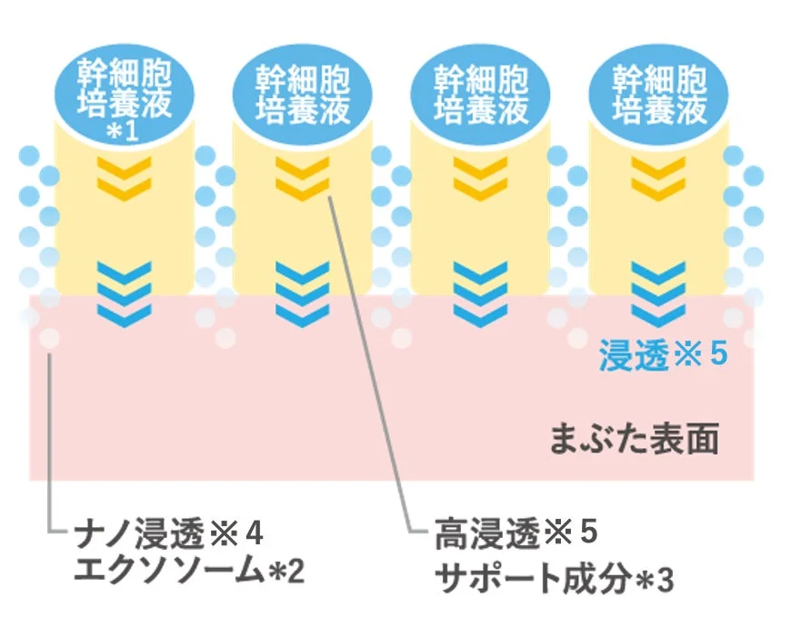 幹細胞培養液の浸透メカニズム