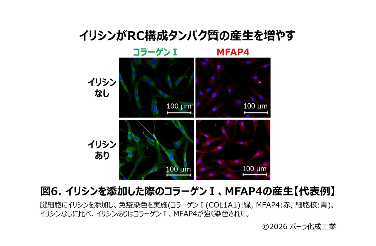 イリシンを添加した際のコラーゲン I、MFAP4の産生